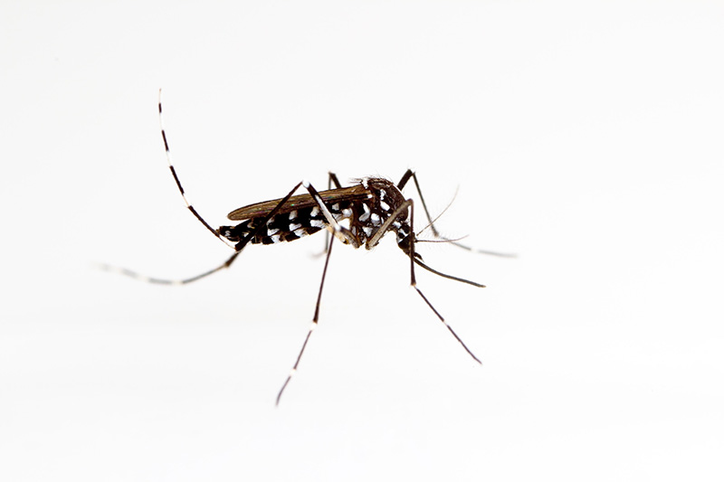 Moustique Aedes albopictus